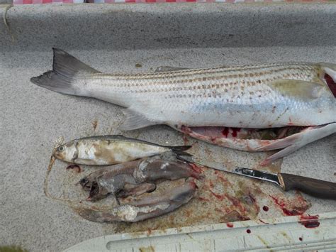 stripers online nj|Striped Bass Fishing Forums Forum.